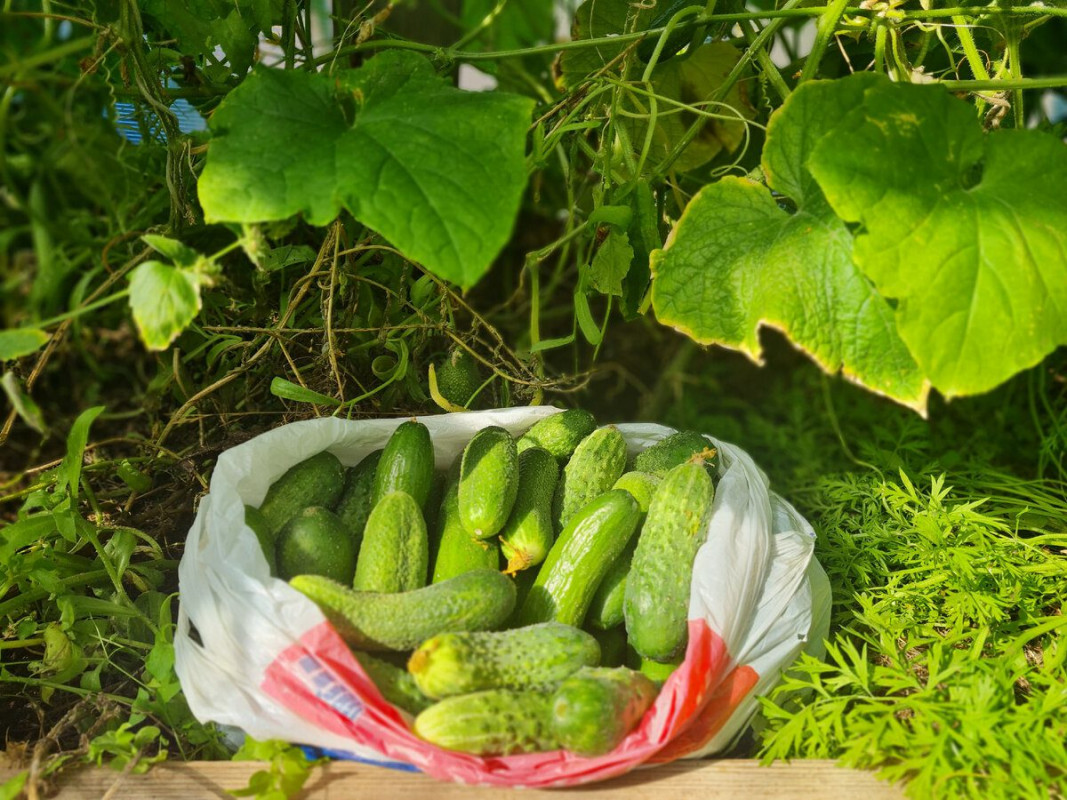 Тирса замість дорогих добрив: як зробити потужний стимулятор для рослин