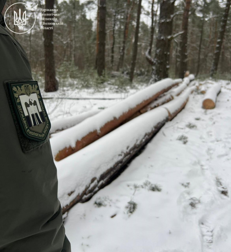 На Волині у заповіднику незаконно вирубали дерев на майже 20 мільйонів гривень