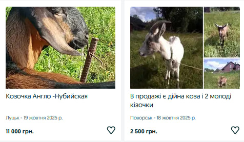 Скільки коштують кози та вівці на Волині?
