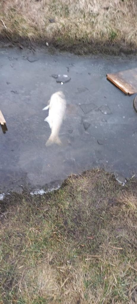 В озері на Волині задихається риба