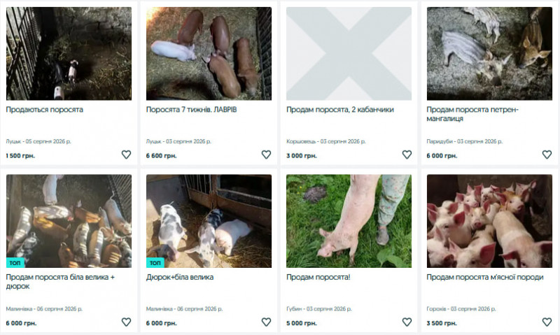Скільки коштують поросята на Волині?