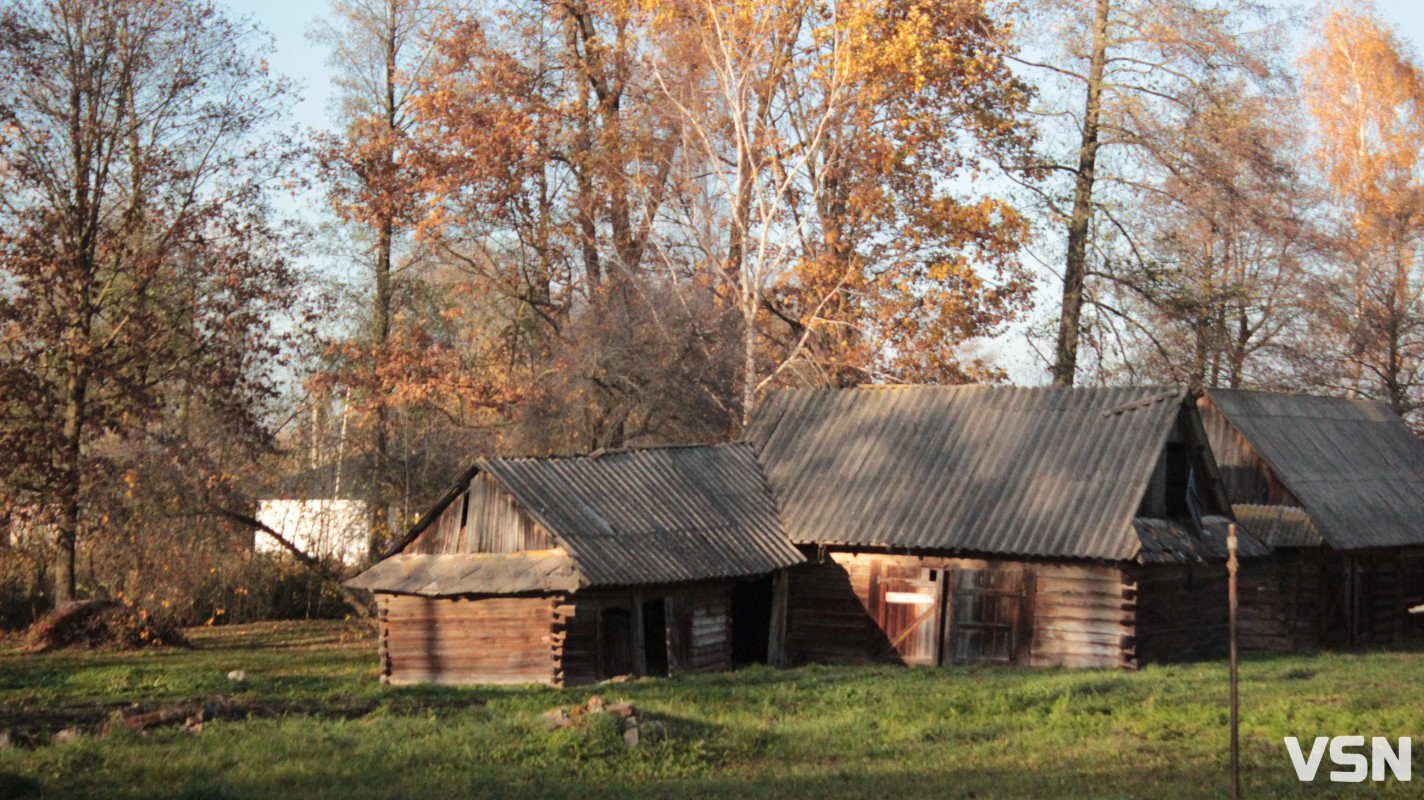 Вовки та лисиці на Волині: яка ситуація з нападами диких тварин у громадах?