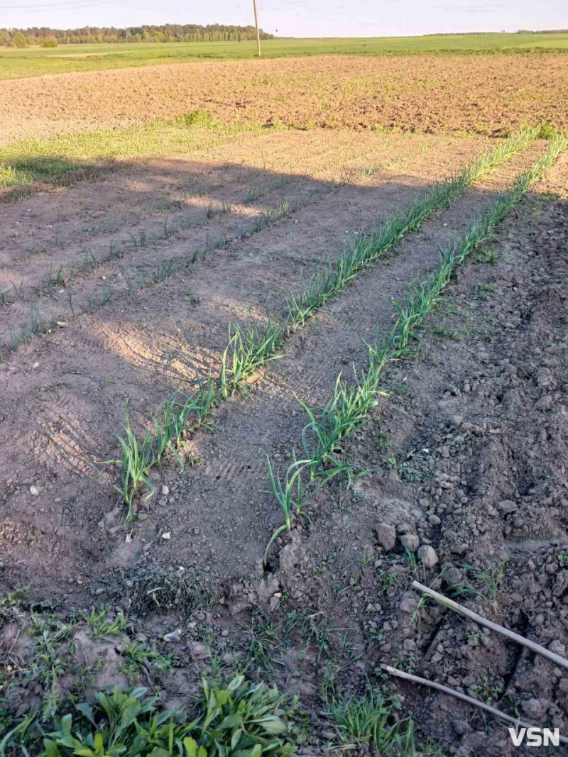 Що і коли садити на Волині: покроковий календар весняних робіт