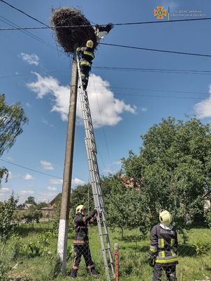 На Волині врятували лелеку зі зламаною лапою, його передали до зоопарку