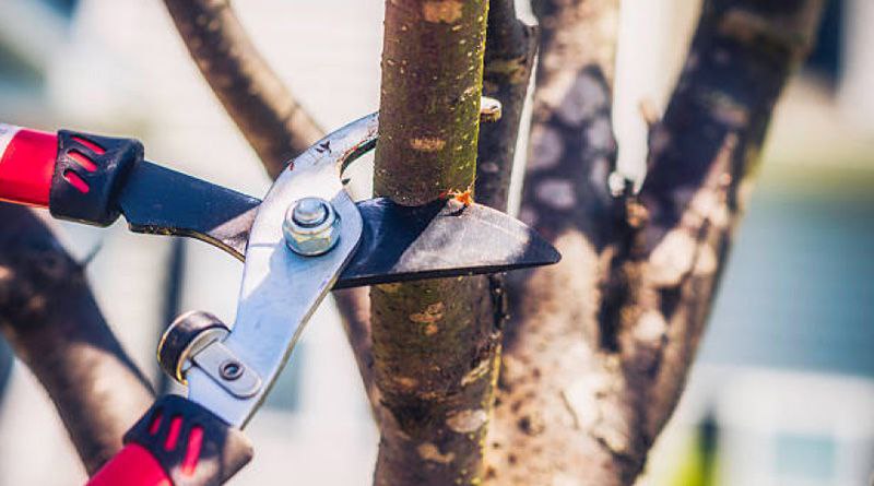 П’ять кроків до щедрого врожаю: календарний план догляду за деревами на Волині