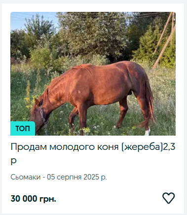 Ринок сільгосптварин на Волині: скільки коштують корови, телички, коні та кролі