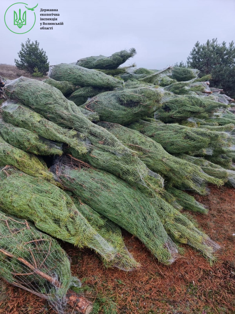 На Волині впіймали на гарячому порушника, який незаконно зрізав сосни для продажу