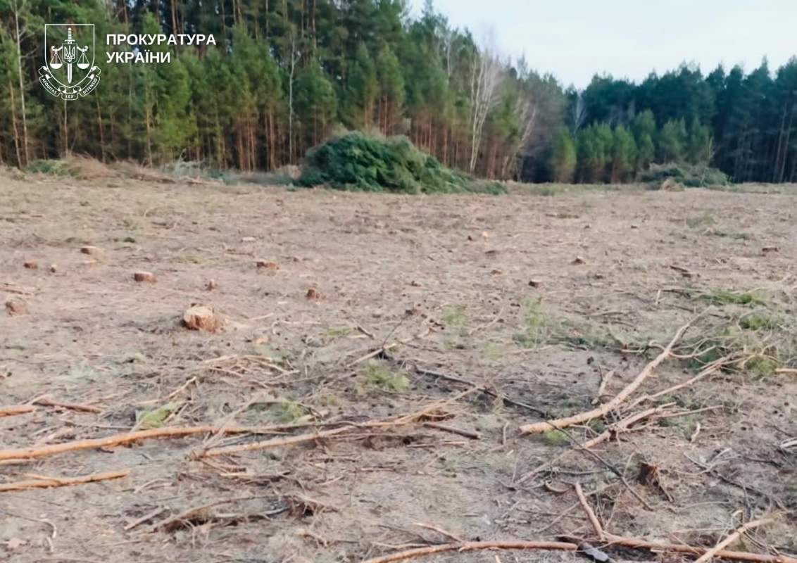 На Волині очільницю громади підозрюють у сприянні вирубки лісу на 3 мільйони гривень