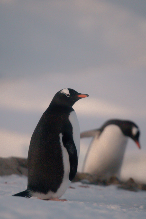 До української станції в Антарктиді повертаються пінгвіни
