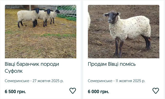 Скільки коштують кози та вівці на Волині?