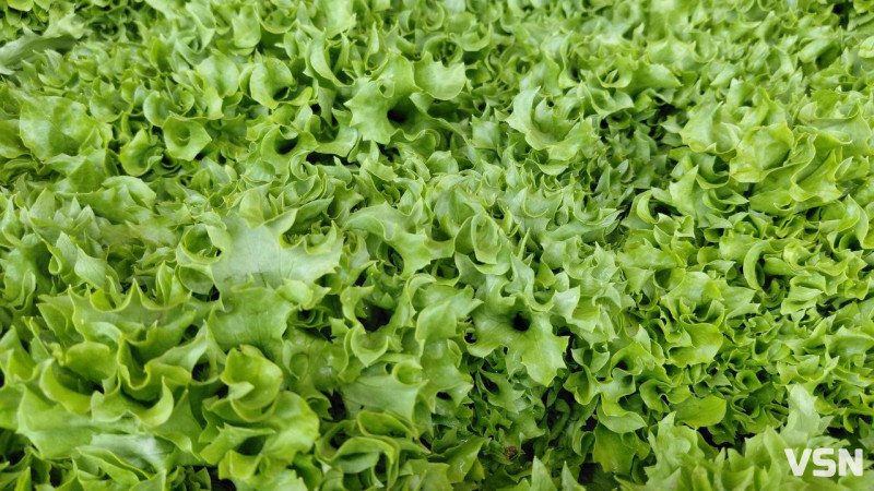 Скільки у Луцьку на ринку коштують овочі: огляд цін