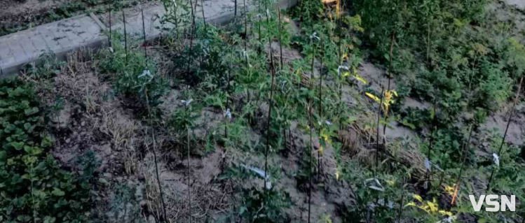 Що і коли садити на Волині: покроковий календар весняних робіт