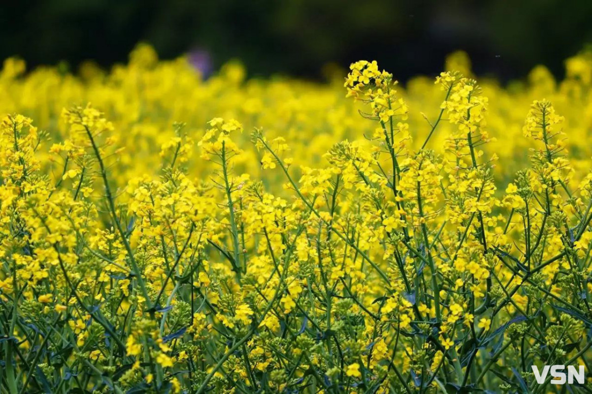 Що сіяти на Волині: найприбутковіші культури 2026 року