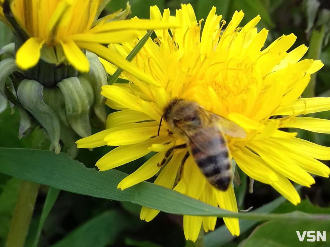 «Як не буде бджілок, не буде людей на Землі»: пасічники з Волині про підготовку вуликів до зими
