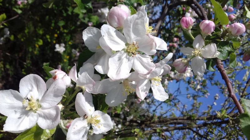 Весняне обрізання дерев: коли та як правильно готувати волинські сади до сезону