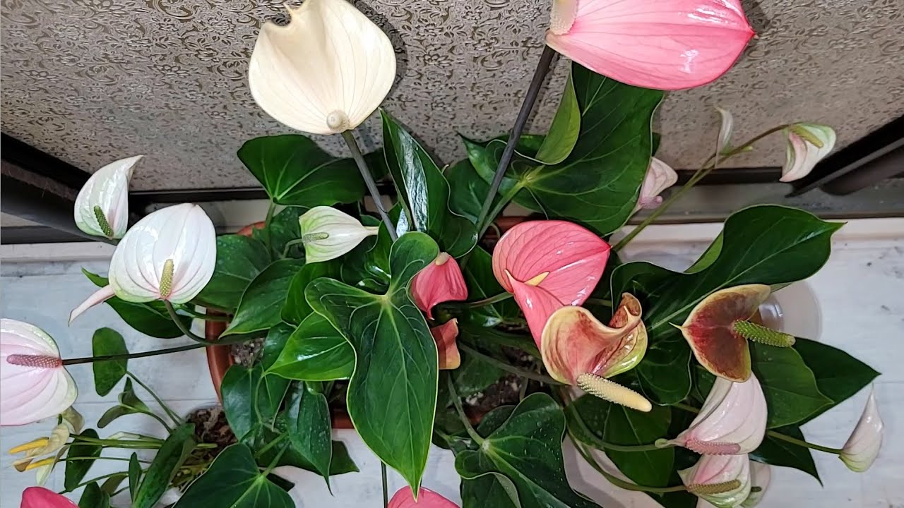 1 дрібка у воду – і антуріум віддячить яскраво-червоними «сердечками»: як змусити зацвісти «чоловіче щастя»