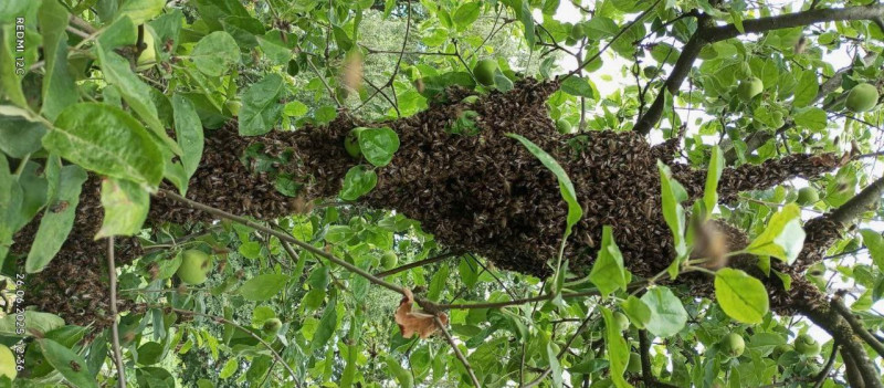 Як підготувати вулики до весняного сезону на Волині?