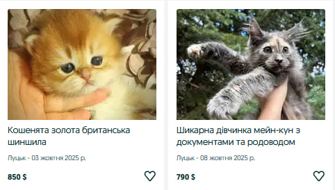 Скільки коштує породисте кошеня у Луцьку?