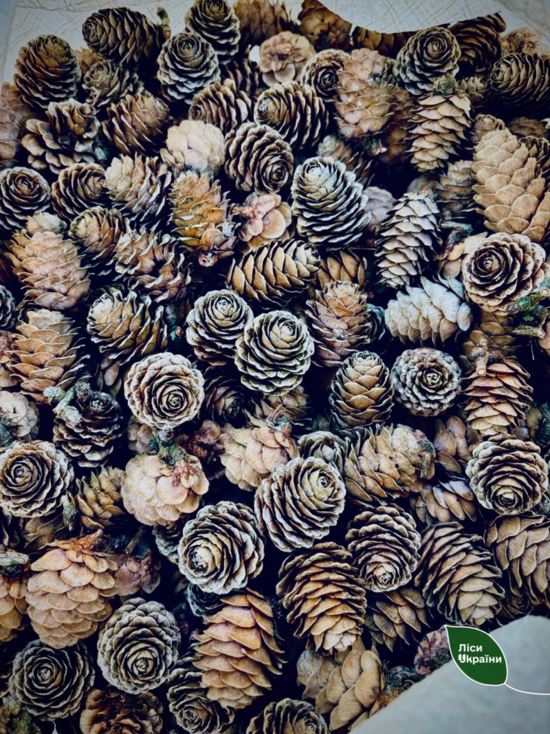 На Волині проводять масштабний збір шишок, що з ними роблять після заготівлі