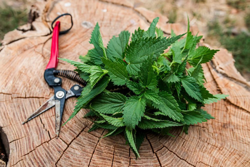 Від борщу з в'юнами до бобівників: що готували прабабусі на Волині?