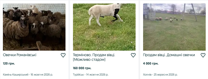 Скільки коштують барани та вівці на Волині й коли їх краще заводити