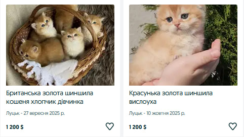Скільки коштує породисте кошеня у Луцьку?