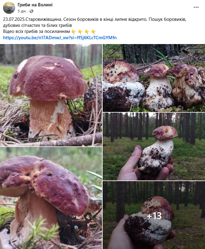 Грибний бум на Волині: де шукати білі, лисички та опеньки
