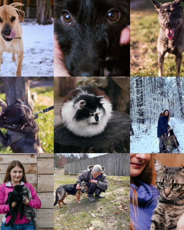«Це члени нашої родини»: волинська волонтерка допомагає знедоленим тваринам