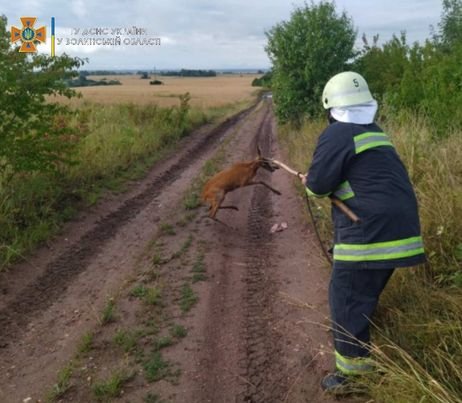 На Волині із закинутої криниці врятували козулю