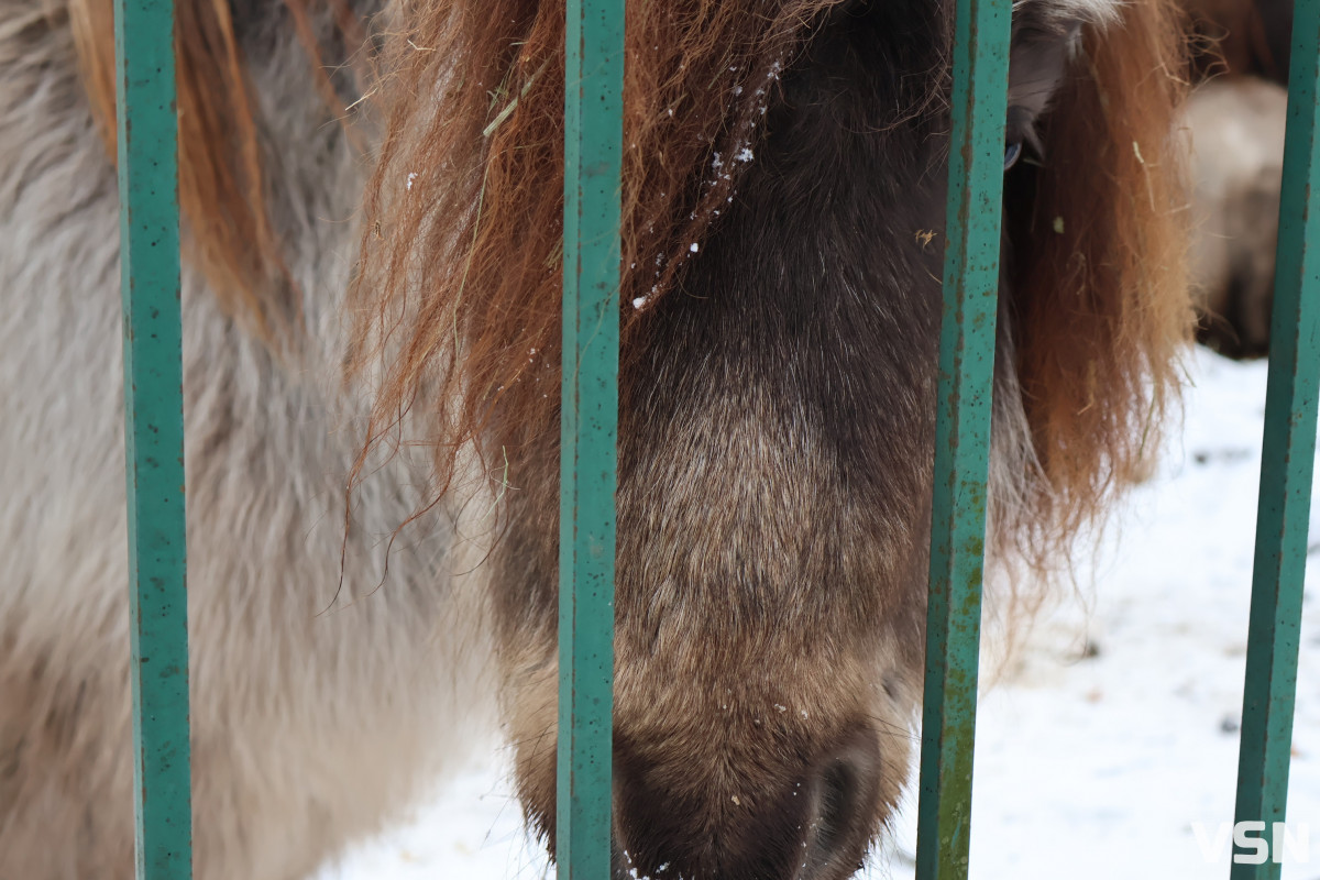 Як живе Луцький зоопарк взимку. Фоторепортаж