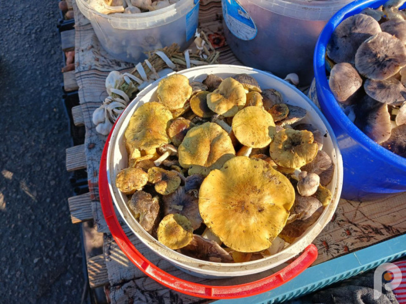 Грибний сезон на Волині: скільки коштують зелениці і підзеленки