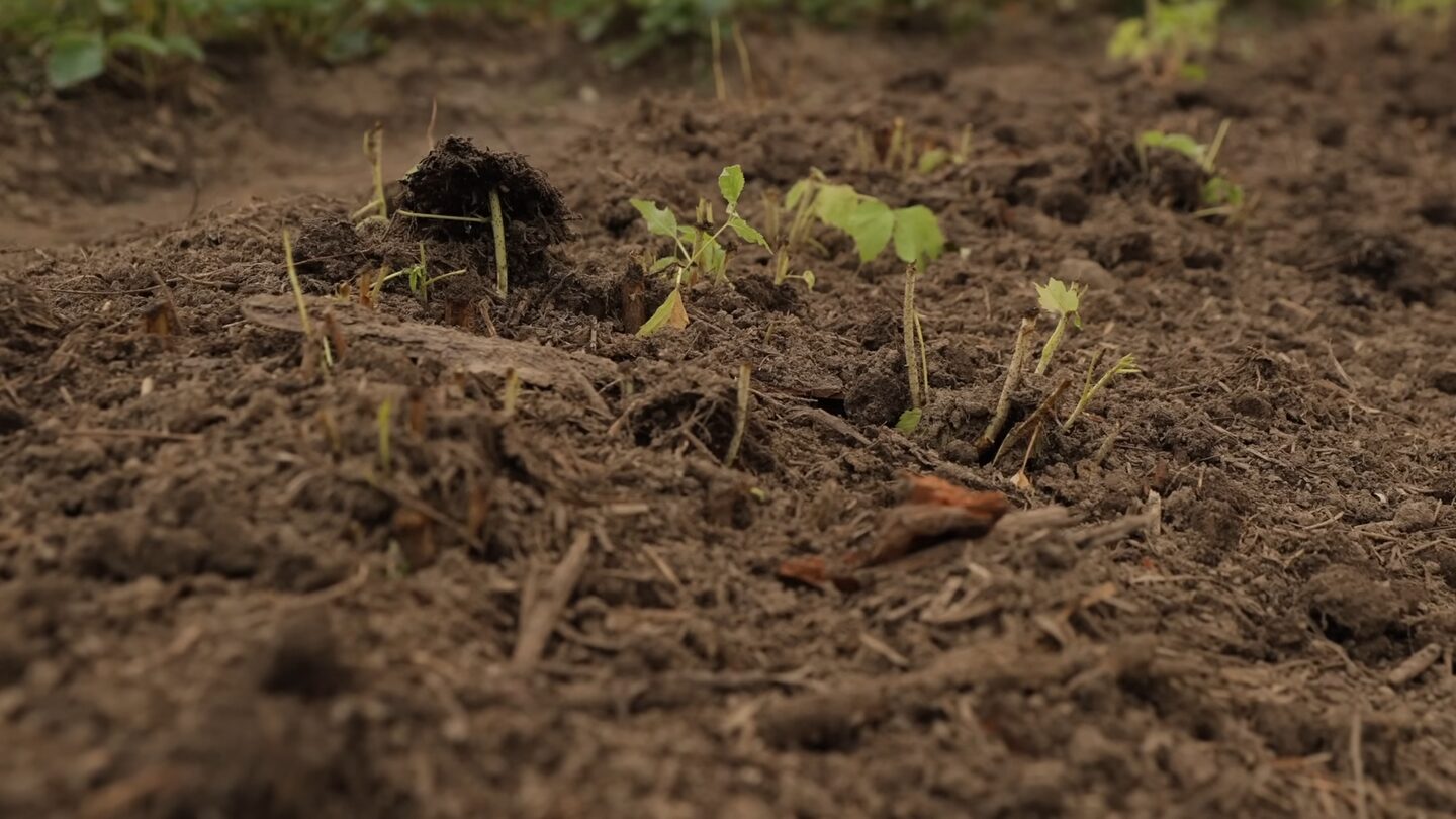 Не замерзає та завжди добре родить: як правильно підготувати малину до зими