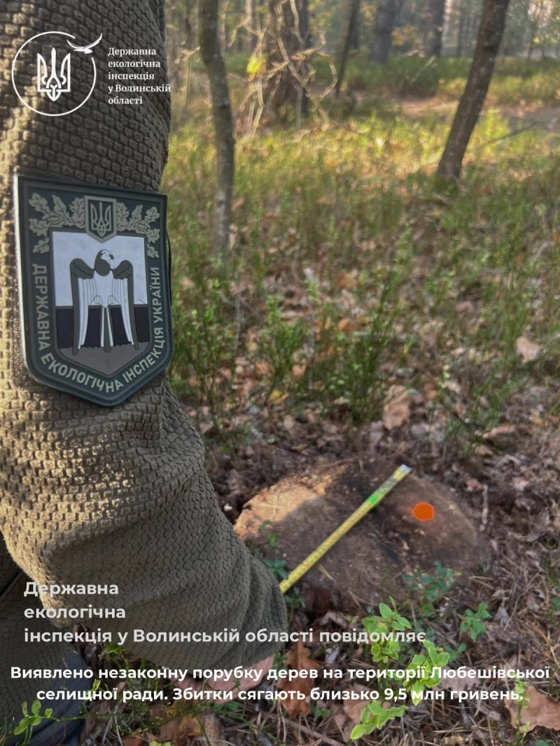 На Волині незаконно вирубали дерев на майже 9,4 мільйона гривень