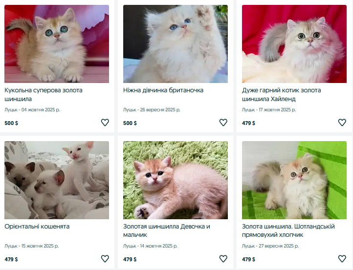 Скільки коштує породисте кошеня у Луцьку?