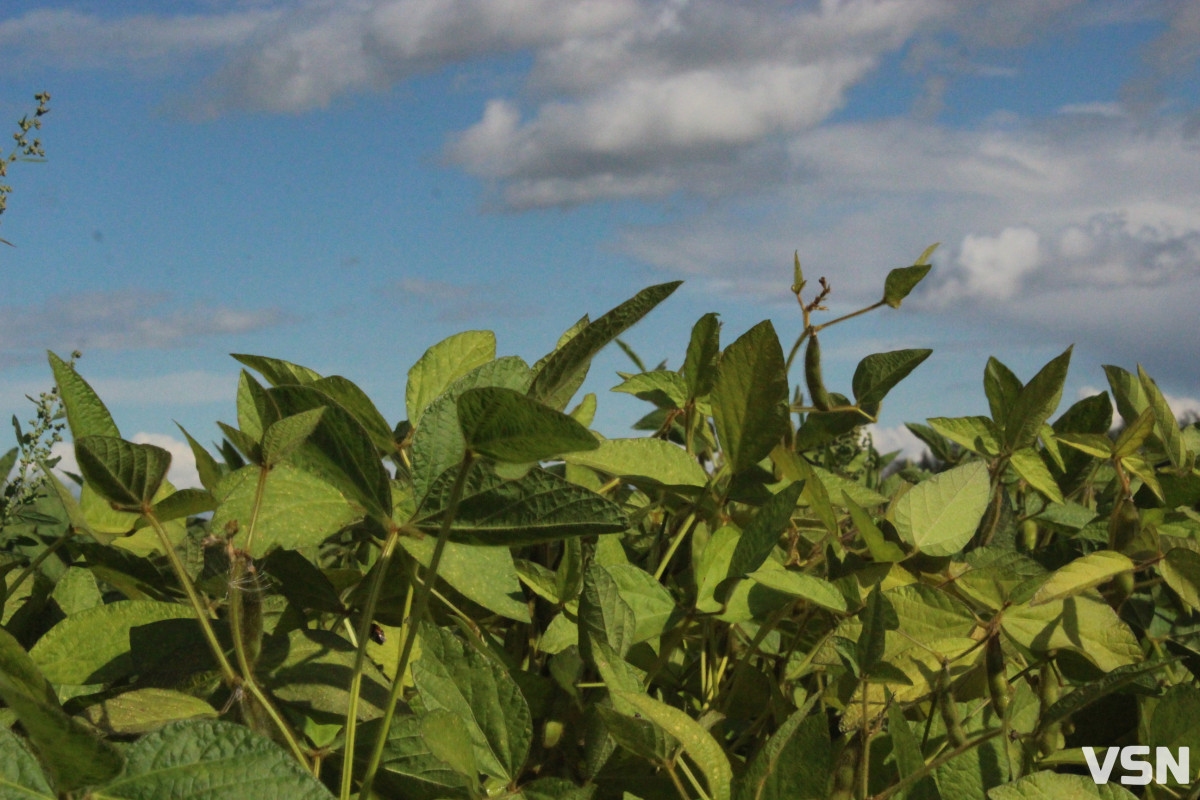 На Волині готуються до весняної посівної: що посіють на майже 600 тисяч гектарах землі