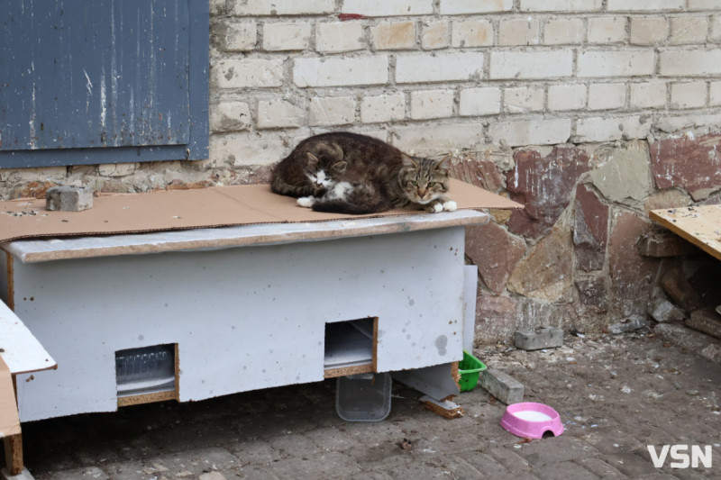 На Волині не ведуть облік безпритульних тварин: що відомо