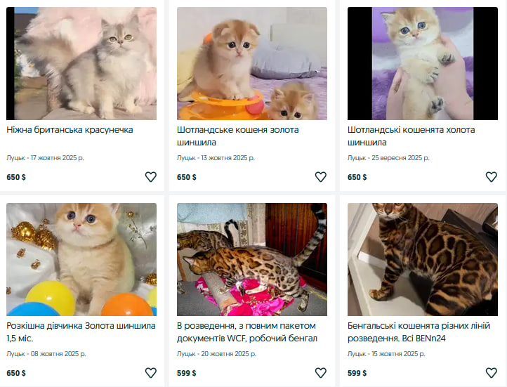 Скільки коштує породисте кошеня у Луцьку?