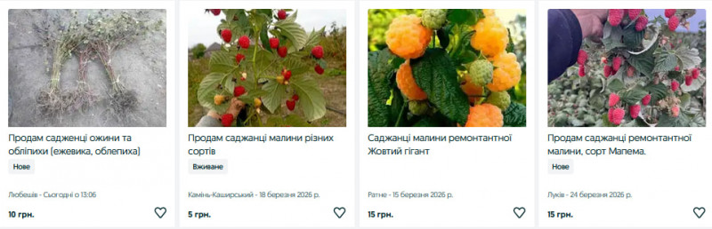 Ожина, малина та смородина: скільки коштують саджанці кущових ягід на Волині?