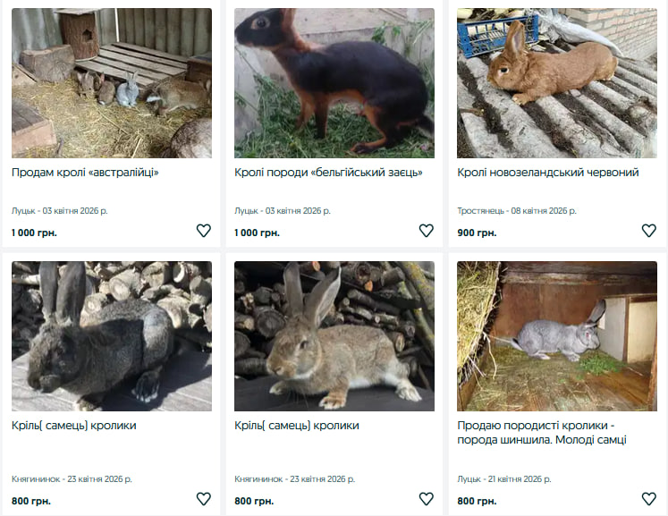 Скільки коштують кролики на Волині та від чого залежить ціна?