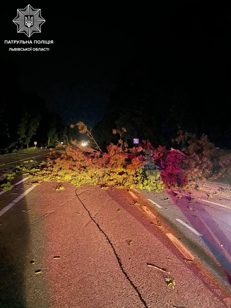 На Львівщині негода повалила дерева на дорогах. Фото