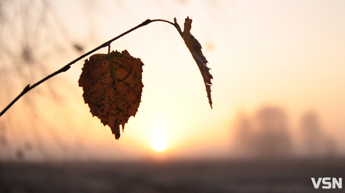 Як виглядає ліс на Волині восени. Фоторепортаж