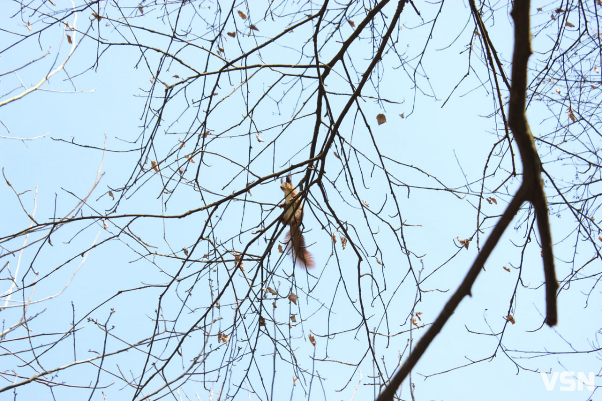 Чим взимку наповнити годівнички для птахів на вулицях Луцька?