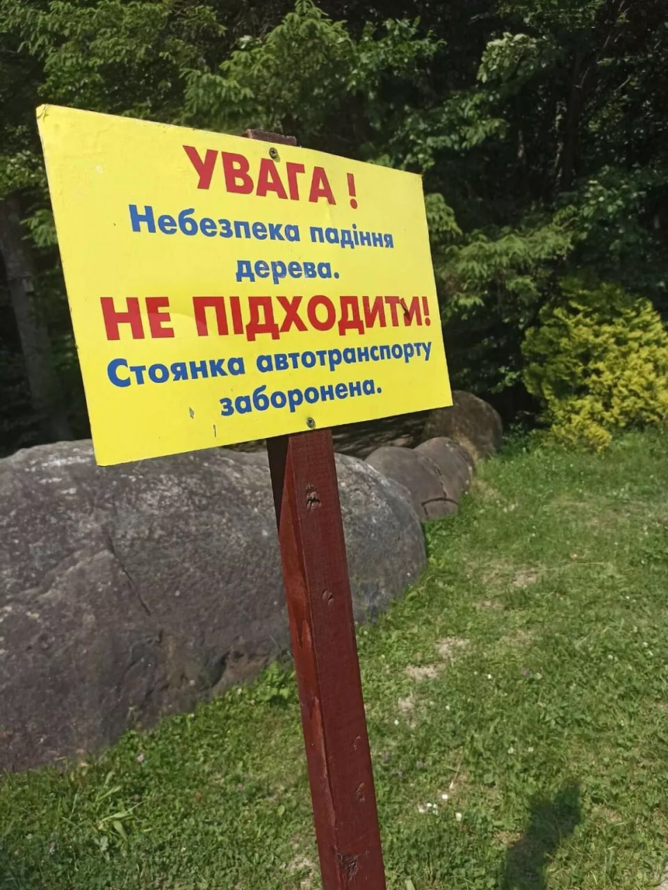 На Львівщині старий дуб Франка впав на туристичний автобус: що відомо та чи є постраждалі