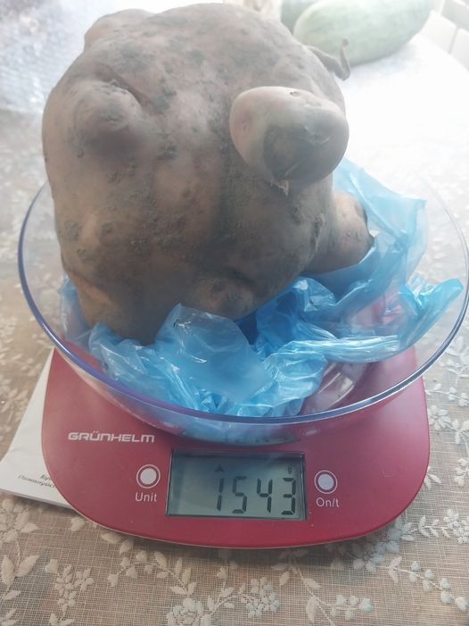 Подружжя волинян виростило півтора кілограмову картоплину
