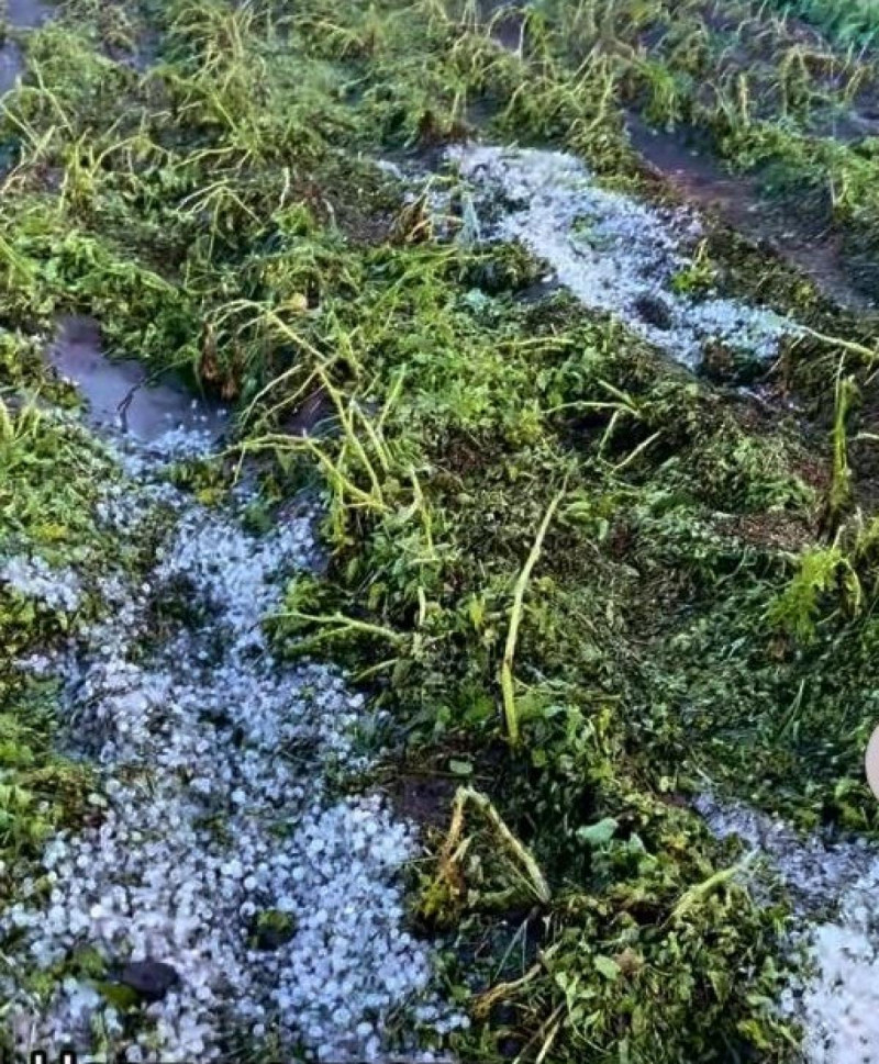 На Волині сильний град побив зернові, городину та автомобілі