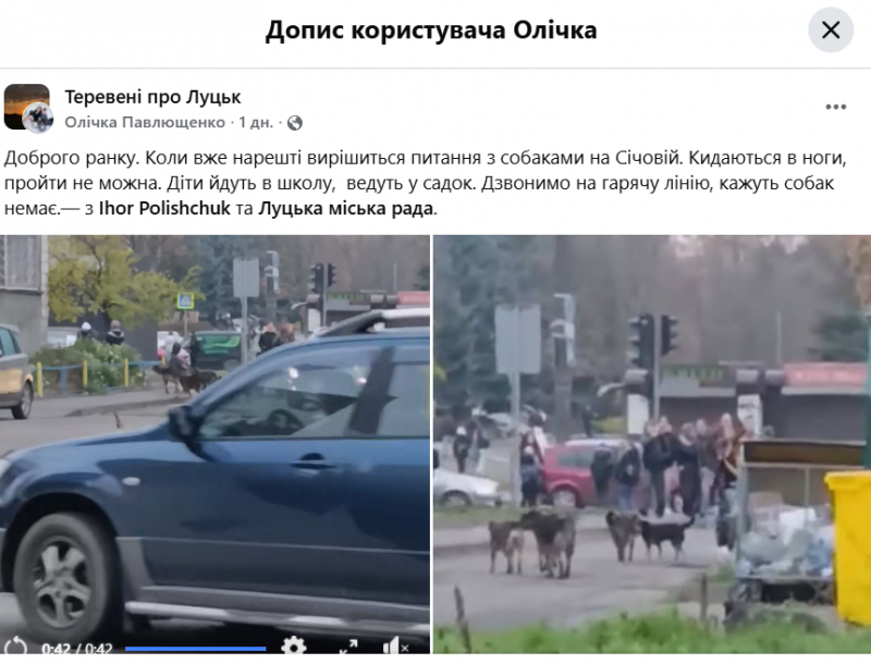 У Луцьку на дорослих та дітей знову нападають зграї собак: що відомо та як діяти