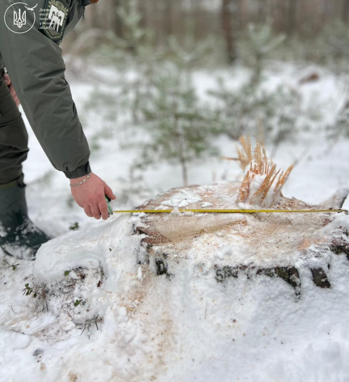 На Волині у заповіднику незаконно вирубали дерев на майже 20 мільйонів гривень
