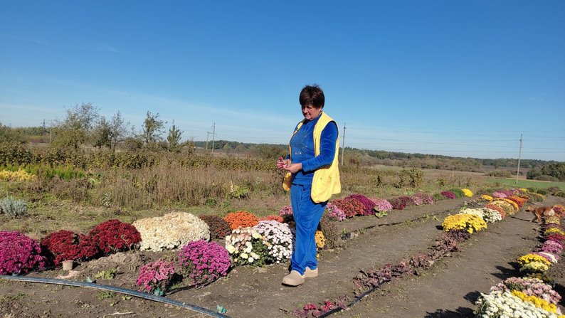 «А вас чоловік не виганяє за ті квітки?»: волинянка вирощує понад сто сортів хризантем