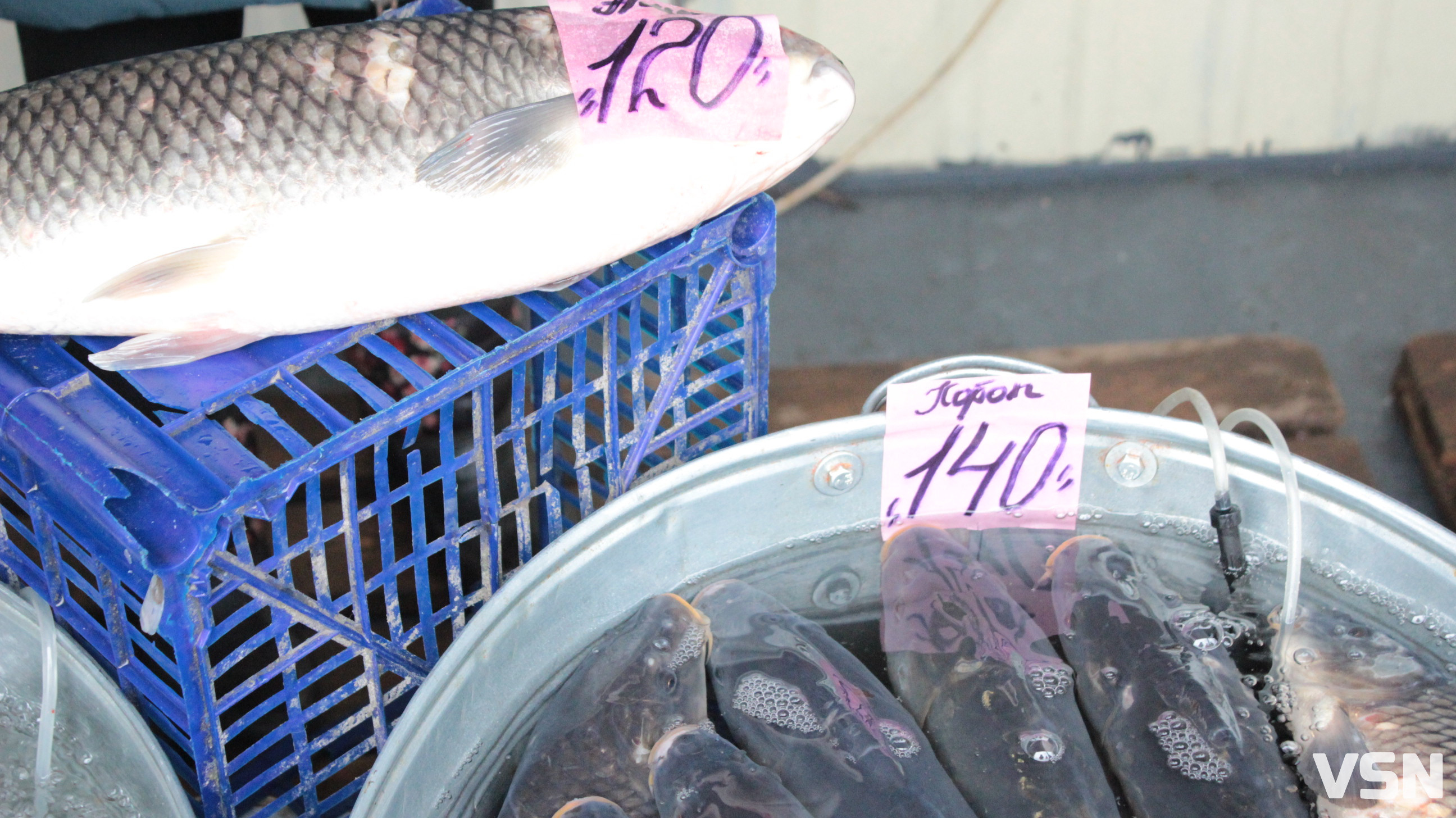 Скільки у Луцьку на ринку коштує жива риба?