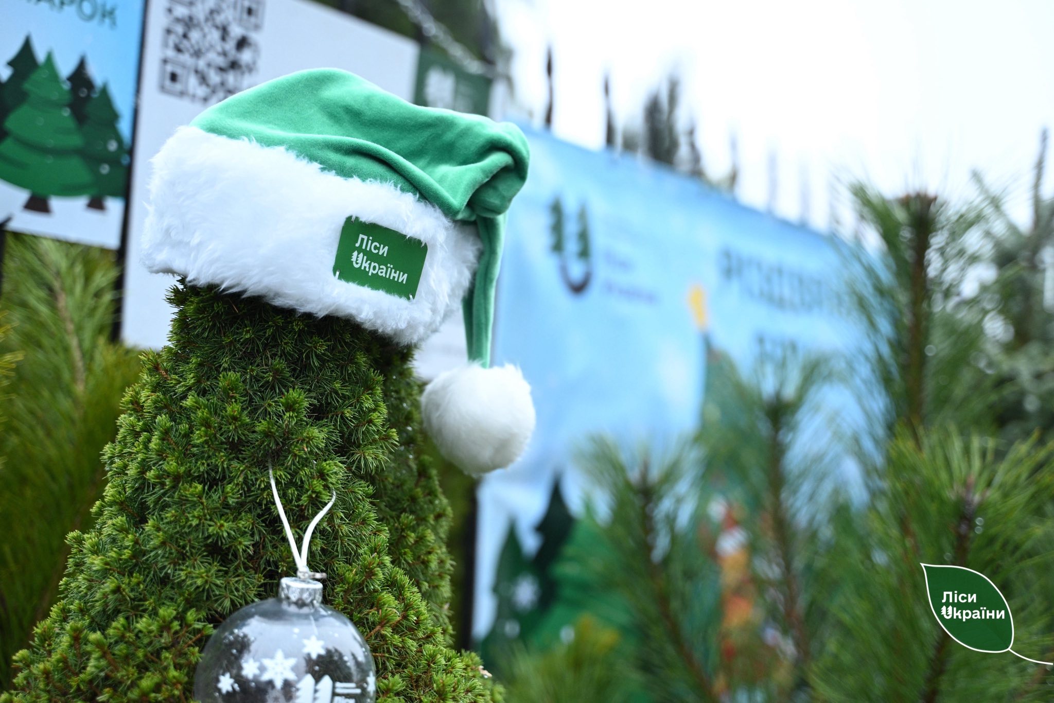 На Волині - одні з найдешевших ялинок в Україні: які ціни на хвойні дерева